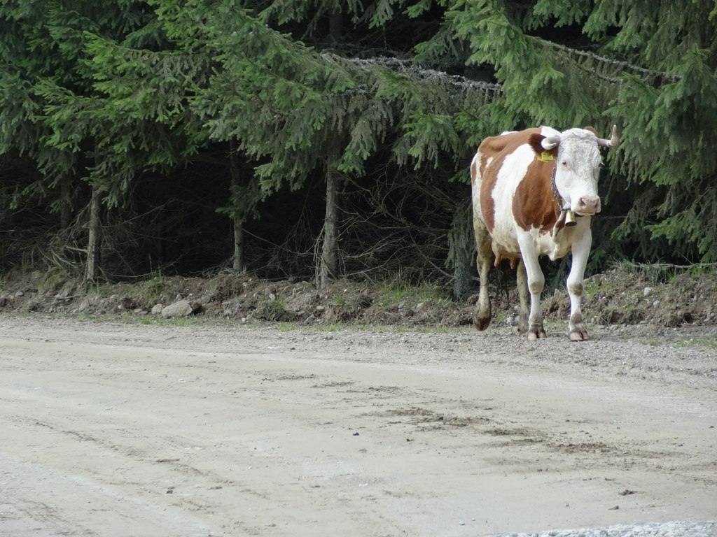 Transylvánia so Superbom